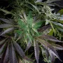 Cannabis seeds BLUE PYRAMID feminised from Pyramid Seeds